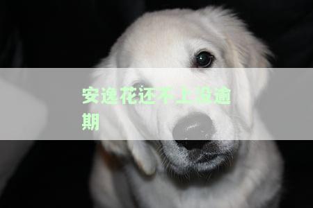 安逸花借款没还，逾期未还安逸花借款，可能会带来哪些后果？