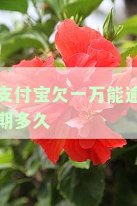 支付宝欠一万能逾期多久-支付宝欠一万能逾期多久啊
