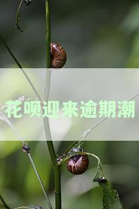 花呗迎来逾期潮