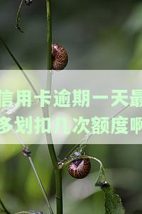 信用卡逾期1天，别再忽视了！信用卡逾期1天的后果你知道吗？