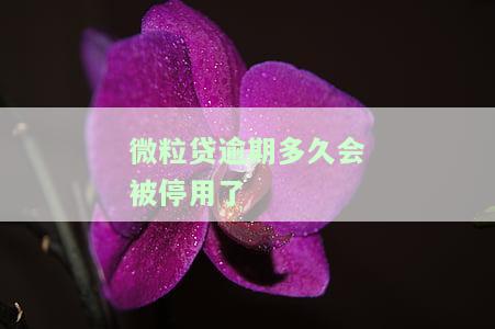 微粒贷逾期多久会自动扣款，解析微粒贷逾期自动扣款机制：多久才会被强制扣除？