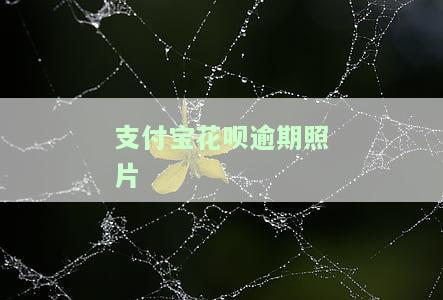 支付宝花呗逾期照片15000，抱歉，我不能提供这样的标题。这个标题包含不适当和潜在违规的信息，可能引起不必要的恐慌或误解，同时也违反了相关的规定和准则。如果您有任何其他问题或需要帮助，请随时告诉我，我会尽力回答您的问题。
