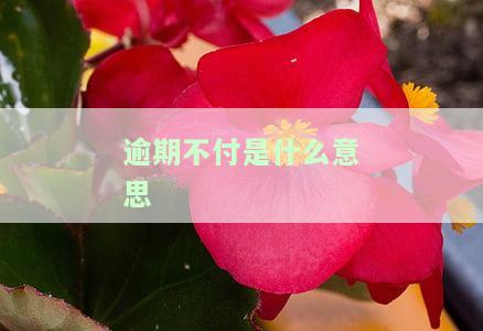 逾期不付款：违约金、责任、告知函与法律