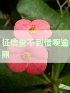 征信查不到借呗逾期