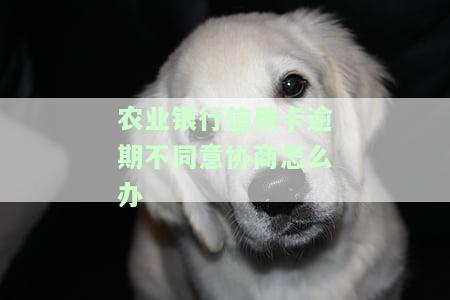农业银行逾期半年，能否协商分期？银行拒绝处理，有何后果？
