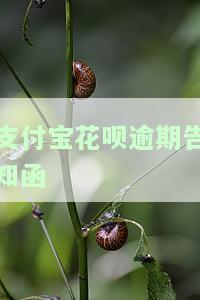 支付宝花呗逾期通知，重要提醒：您的支付宝花呗已逾期，请尽快还款！