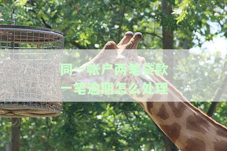 同一银行有两笔贷款：违规处理、还款方式与机构数量
