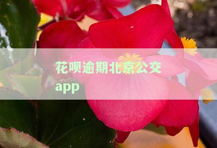 花呗逾期北京会打电话吗？影响及解决方法全解析