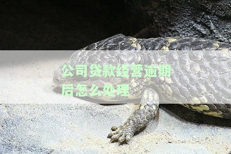 公司贷款逾期怎么办？法人、股东如何处理？逾期会产生哪些影响？