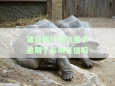 建设银行的信用卡逾期了影响征信吗-建设银行的信用卡逾期了影响征信吗怎么办
