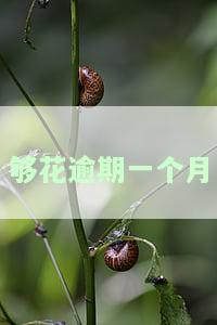 够花逾期一天罚息多少？严重性如何？