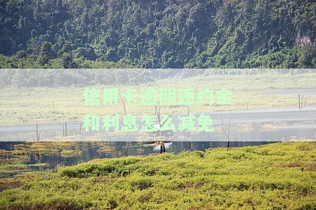 信用卡逾期违约金计算、减免、每月收取及法律规定全解析