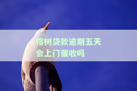 榕树贷款逾期真的会被起诉吗，榕树贷款逾期：是否会面临被起诉的风险？
