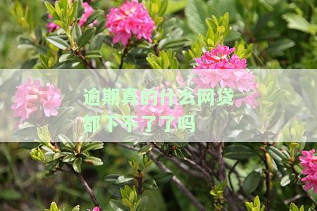 逾期真的什么网贷都下不了了吗怎么办，逾期导致网贷申请受阻？教你如何解决并重新获得信贷资格！