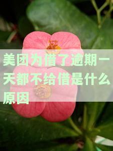 美团为借了逾期一天都不给借是什么原因呢，美团借款逾期一天不批，原因何在？