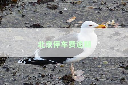 北京停车费逾期