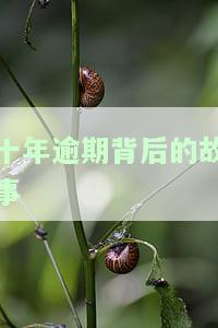 十年逾期背后的故事