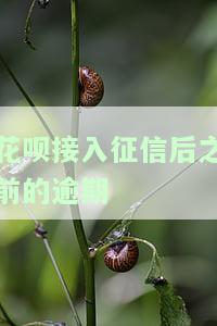 花呗接入征信后之前的逾期怎么办，花呗接入征信后，如何处理之前的逾期记录？