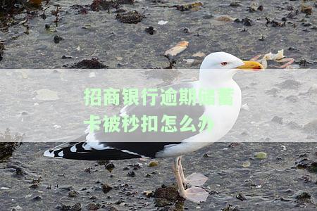招商银行卡逾期,让我一次性还完怎么办，应对招商银行卡逾期：如何处理一次性还款要求？