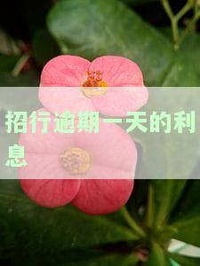 招行贷款逾期一天：影响征信、需要还款及后果全面解析