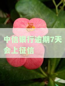 中信银行逾期6天：对信用有影响吗？最低还款能否解封？会被打催收吗？应如何处理？