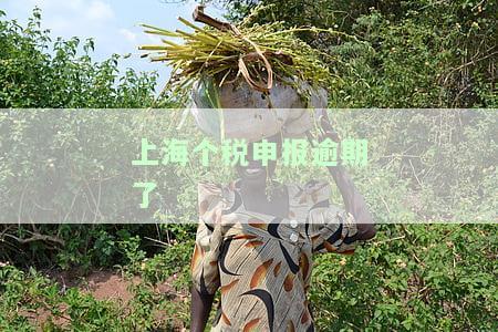 上海个税逾期申报怎么办，如何解决上海个税逾期申报问题？
