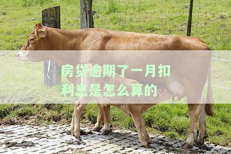 房贷逾期一个月会怎样罚款多少，房贷逾期一个月的后果及可能产生的罚款金额