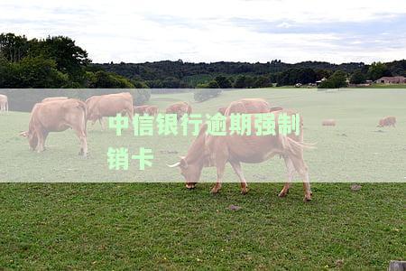 中信银行逾期多久会销卡？影响及后果解析