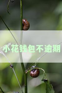 小花钱包不逾期
