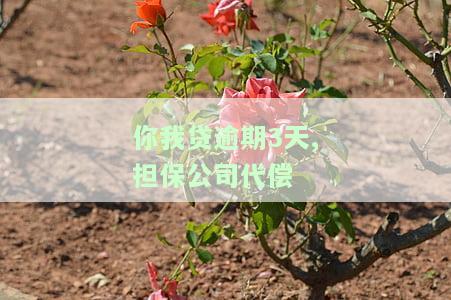你我贷逾期3天,担保公司代偿怎么办，你我贷逾期3天，担保公司代偿处理方法解析