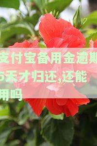 支付宝备用金逾期五天还上之后还能用吗，支付宝备用金逾期五天后还款，是否能继续使用？