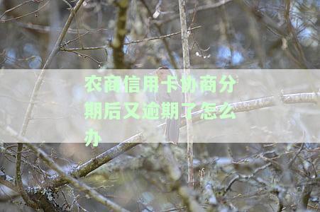 农商信用卡协商分期后又逾期了怎么办-农商信用卡协商分期后又逾期了怎么办呢