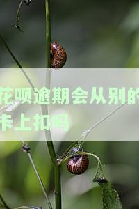 花呗逾期会把银行卡冻结吗，花呗逾期是否会导致银行卡被冻结？