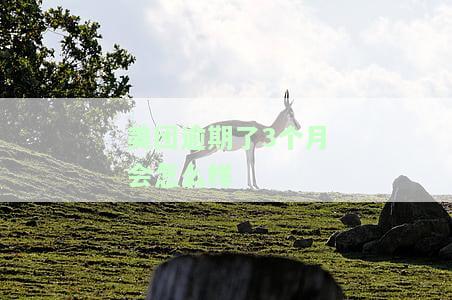 美团逾期3个月：如何处理？需全额还款吗？
