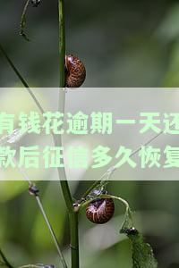 有钱花逾期一天还款后征信多久恢复正常，有钱花：逾期一天还款后，征信多久能恢复正常？