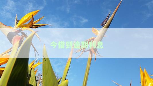 今借到逾期几年了？影响、处理及能否再次借款解析