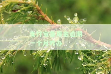 支付宝备用金逾期一个月怎么办？如何还款？还能继续使用吗？逾期一周、一天的影响是什么？