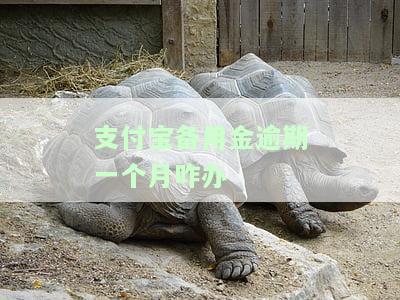 支付宝备用金逾期一个月咋办呀？逾期后能否继续使用、取款及后果严重性全解析