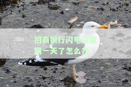 招商银行闪电贷逾期一天有无影响？还款是否上征信？逾期多久需全额还款？