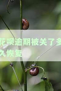 花呗逾期被关了多久恢复-花呗逾期被关了多久恢复正常
