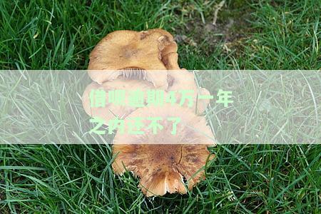 借呗逾期4万一年之内还不了会怎样，借呗逾期4万一年内未还，可能面临哪些后果？