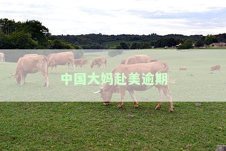 中国大妈在美国医闹：死亡、撒泼、成公害，最被击毙