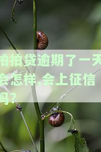 拍拍贷逾期了一天会怎样,会上征信吗是真的吗，解答疑惑：拍拍贷逾期一天是否会上征信？