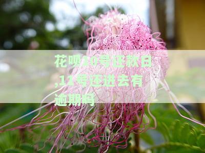 花呗10号还款是上月的吗，疑惑解答：花呗10号还款指的是上个月的账单还是本月的呢？