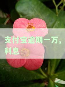支付宝1万逾期一个月罚息多少，支付宝逾期一个月，1万元罚息是多少？