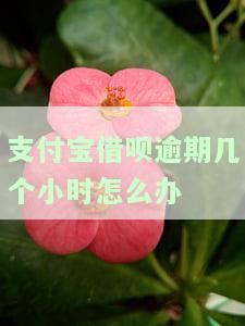 支付宝借呗逾期几个小时？影响征信吗？逾期几天会有何后果？能否继续借款？