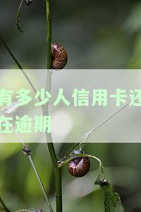 有多少人信用卡还在逾期的，揭秘：究竟有多少人的信用卡仍在逾期中？