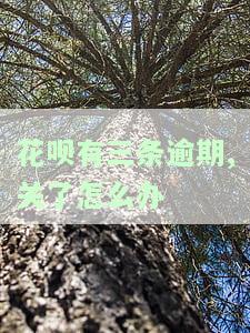 花呗有三条逾期,关了怎么办-花呗有三条逾期,关了怎么办呢