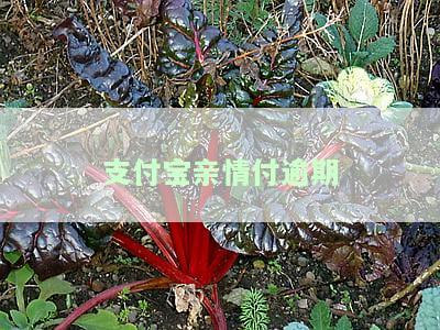 支付宝亲情卡不还，支付宝亲情卡欠款未还，应尽快偿还以避免不良影响