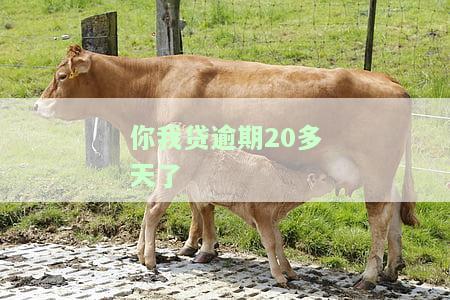你我贷逾期500天，惊人！你我贷逾期500天，借款人面临何种后果？